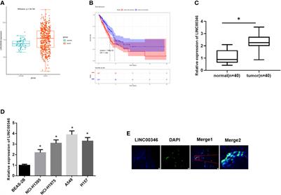 LINC00346 Sponges miR-30c-2-3p to Promote the Development of Lung Adenocarcinoma by Targeting MYBL2 and Regulating CELL CYCLE Signaling Pathway